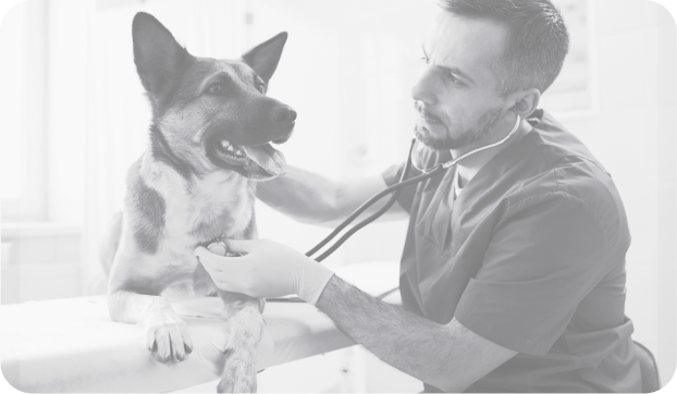 dataeq-uk-pet-insurance-landing-page-img