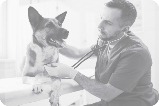 dataeq-uk-pet-insurance-research-index-img